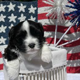 Oreo - Black and white female Havanese puppy in Hampton, Virginia from Nevin Keeney