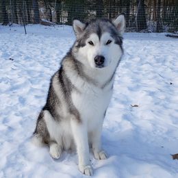 Vesta - Alaskan Malamute