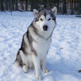 Vesta - Alaskan Malamute