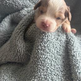 Miller - Red merle male Toy Australian Shepherd puppy in Union Grove, North Carolina from Grove Farm