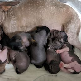Chihuahua and Chinese Crested Puppies from Harris K-9's
