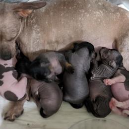 Chihuahua and Chinese Crested Puppies from Harris K-9's