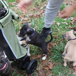 American Pit Bull Terrier and American Staffordshire Terrier Puppies from AptiBull Terriers
