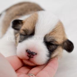 Astrid - Red and white female American Corgi puppy in Santaquin, Utah from Blacktail Mountain Corgis