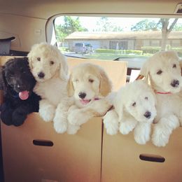 Goldendoodle Puppies from Cooley Doodles