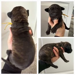 Yellow - Brindle female Great Dane puppy in Doylestown, Ohio from Dana's Danes