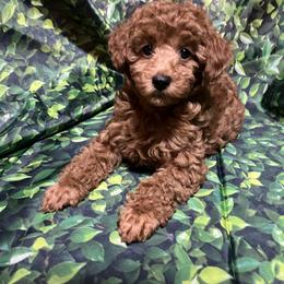 Poodle Puppies from Firebird Toy Poodles