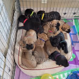 Cane Corso Puppies from Overwatch Kennels