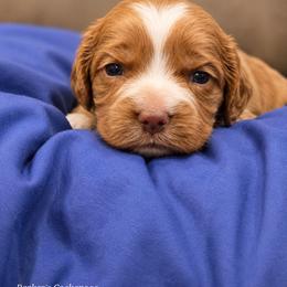 Bulbasar - Cream male Cockapoo puppy in Perry, Arkansas from Parker's Cockapoos