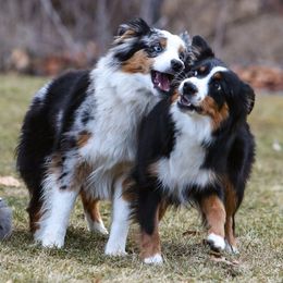 Dani - Miniature American Shepherd