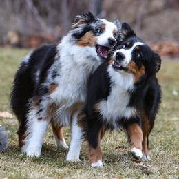 Dani - Miniature American Shepherd