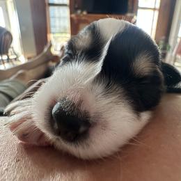 Monster energy drink - Black tri male Miniature Australian Shepherd puppy in Iowa from Holly Turner