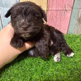 Wren - Liver female Miniature Schnauzer puppy in Lufkin, Texas from C&K’s Schnauzer House