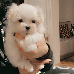 Maltese Puppies from Leona's Maltese