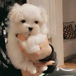 Maltese Puppies from Leona's Maltese