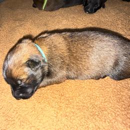 Teal - Fawn sable female Belgian Malinois puppy in Saint Amant, Louisiana from Mercy Kennels