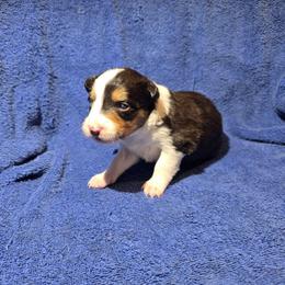 Echo - Tri-color female Border Collie puppy in Menasha, Wisconsin from Little Rose Retrievers