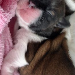 Girl 1 - Shih Tzu puppy in Silver Lake, Oregon from Bling Shih Tzu