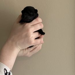 Pink - Black brindle Kai Ken puppy in Livonia, Michigan from Kōri no Ken