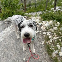 Assorted Doodle Crosses and Newfypoo All Grown Up from Arizona Doodle Trails