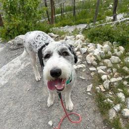 Assorted Doodle Crosses and Newfypoo All Grown Up from Arizona Doodle Trails