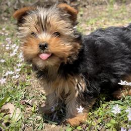 Dawn - Black and tan female Yorkshire Terrier puppy in Newark, Ohio from Champagne Charm Yorkies