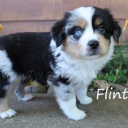 Flint - Blue merle male Miniature American Shepherd puppy in Godley, Texas from Flying H Toy and Mini Aussies