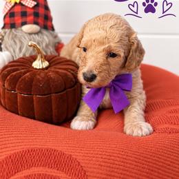 Boo (Purple) - Apricot female Poodle puppy in Stuart Fl, Florida from Lincoln & Lady Co.