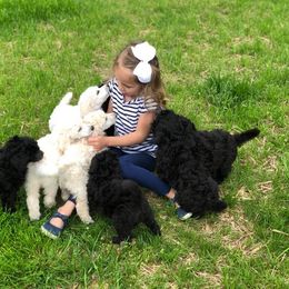 Poodle Puppies from D and D Standard Poodles
