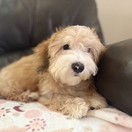 Cringle - Gold male Havanese puppy in Clermont, Florida from Country Sweet Havanese and Creative Coaching