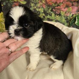 Male brown and white new pics and a video - Sable and white male Shih Tzu puppy in Missouri from Anna's Babies in the Midwest
