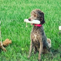 Poodles and Pudelpointers from Simply Southern Retrievers, LLC