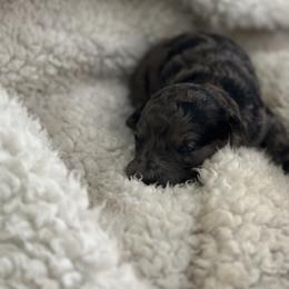 Max - Merle male Goldendoodle puppy in Waynesboro, Virginia from Forest Creek Kennel