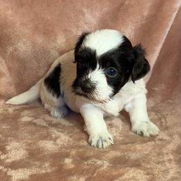 Candy - Chocolate female Havanese puppy in Maryville, Missouri from Dreamworks Havanese