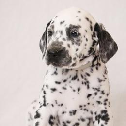 Gray - White and black male Dalmatian puppy in Cottage Grove, Oregon from Hidden Hills Dalmatians