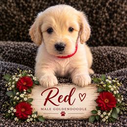 Goldendoodle Puppies from Aaryn Allman