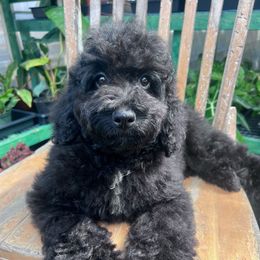 Breeze with training - Black male Cockapoo puppy in Boonville, North Carolina from Doods & Dolls