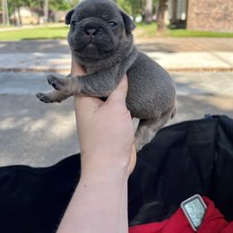Girl 1 - Blue French Bulldog puppy in Texas from Hou Frenchised