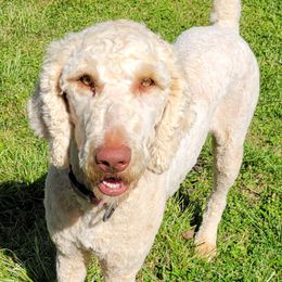 Catahoula Leopard Dogs, Goldendoodles, Poodles, and Sheepadoodles from Prospect Catahoula Farms, LLC