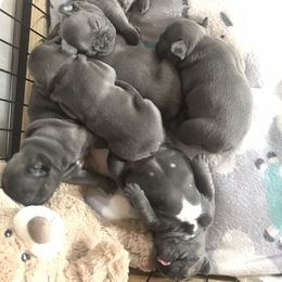French Bulldog Puppies from Crooked C Ranch