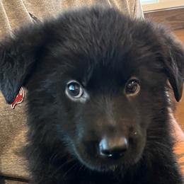Boy 1 - orange collar - Black male German Shepherd puppy in Sharon Grove, Kentucky from Julie’s Shepherds
