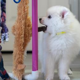 American Eskimo Dog Puppies from SkyFlyer Eskies