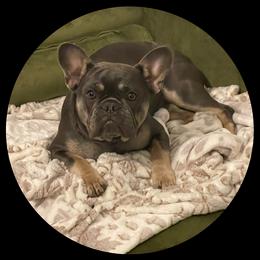 Bluey - French Bulldog