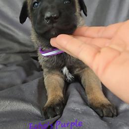 Echo's Purple - Mahogany female Belgian Malinois puppy in Berry, Alabama from North River k9