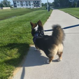 American Corgi and Pembroke Welsh Corgi Puppies from Beebe’s Corgis | Seven B Corgi Co