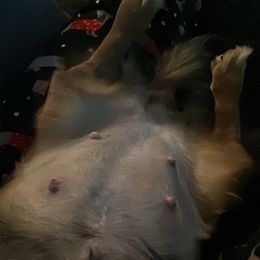 Dachshund Puppies from Long Little Doggies