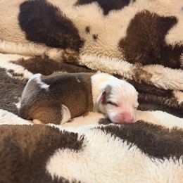 Merry - White and red female Pembroke Welsh Corgi puppy in Hillsville, Virginia from Bonderosa Kennels