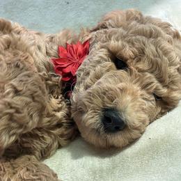 Goldendoodles from Doodlesoflove