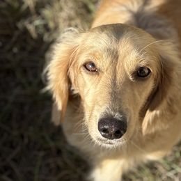 Dachshunds from Gold River Doxies and Doxies Meet World
