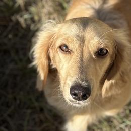 Dachshunds from Gold River Doxies and Doxies Meet World